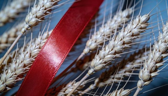 Golden wheat ears entwining red satin ribbon macro still life showing texture and bokeh