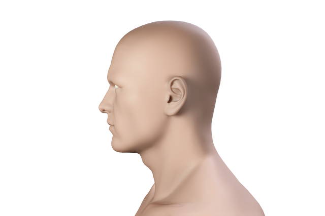 Transparent Human Profile Head 3D Model Side View - Download Free Stock Videos Pikwizard.com