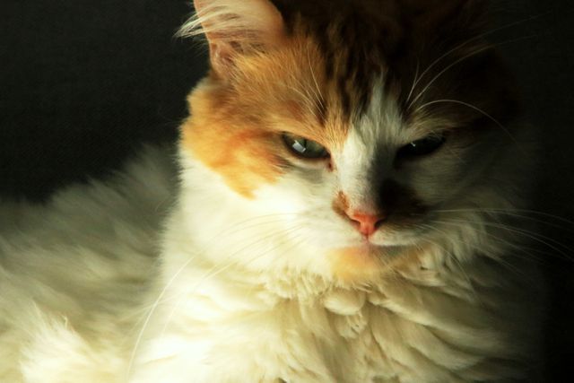 Image of a fluffy white and orange cat with an intense gaze, indoors. Could be used in pet care articles, animal welfare promotions, or websites dedicated to cat lovers. Ideal for illustrating concepts of relaxation, domestic life, and pet companionship.