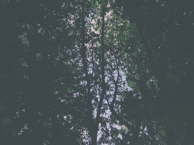 Dark Canopy of Dense Forest with Sunlight Peeking Through - Download Free Stock Photos Pikwizard.com