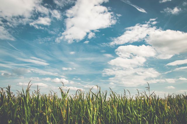 Cornfield stretching out under a vibrant blue sky filled with fluffy clouds. Ideal for use in agricultural promotions, websites emphasizing farm produce, environmental campaigns, or as a picturesque background invoking rural tranquility and food production themes.