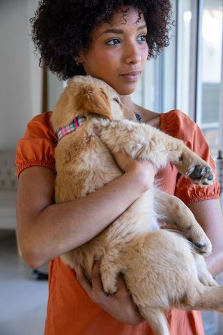 Woman Embracing Playful Golden Retriever Puppy at Home
