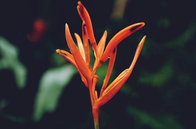 Lily Orange Flower - Download Free Stock Photos Pikwizard.com