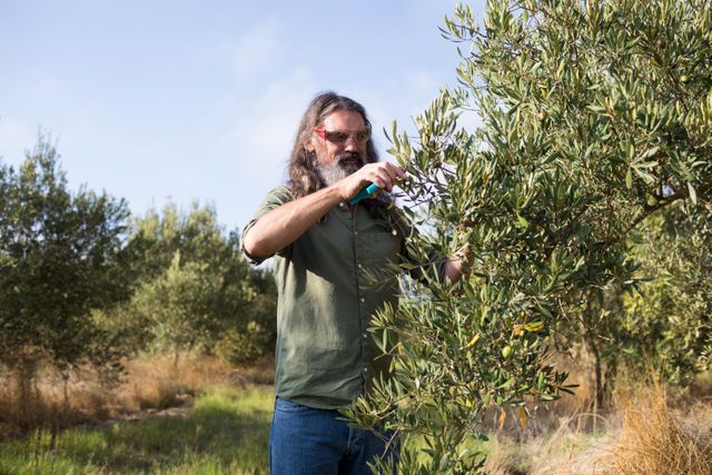 Man pruning olive tree in farm on a sunny day
