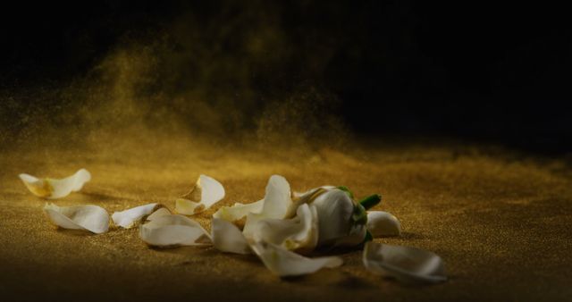 This image shows a close-up of a fallen white rose with scattered petals on a textured golden background, creating a striking contrast. Suitable for use in projects related to romance, beauty, fragility, and elegance. Could effectively illustrate themes in greeting cards, advertisements, or as aesthetic imagery in blogs and social media posts.