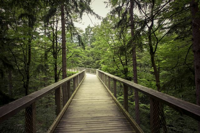 Scenic elevated wooden walkway surrounded by lush green trees. Ideal for promoting nature parks, hiking trails, and outdoor activities. Perfect for travel websites, adventure blogs, and eco-tourism promotions.