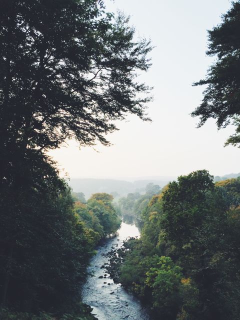 Serene Forest River Flowing through Dense Greenery at Dawn - Download Free Stock Images Pikwizard.com