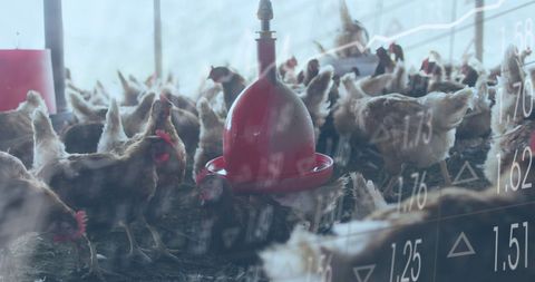 Digital finance projection over poultry farm scene