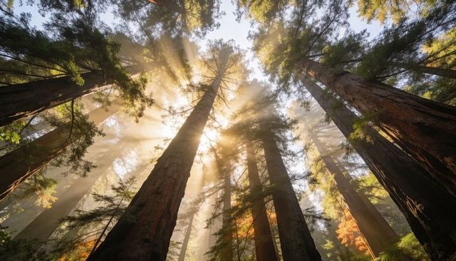 Sunlight Streaming Through Towering Redwood Canopy with Misty Rays and Autumn Glow