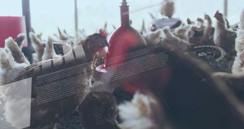 Chickens pecking at water dispensers on modern poultry farm