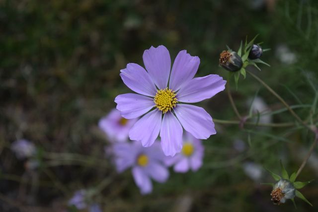 Purple Cosmos flower with green foliage in the background. Ideal for use in gardening blogs, nature-themed websites, floral décor print materials, and springtime advertising. Emphasizes the beauty of nature and floral growth.
