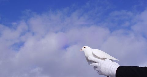 Gloved Hand Holding Dove with Blue Sky and Clouds