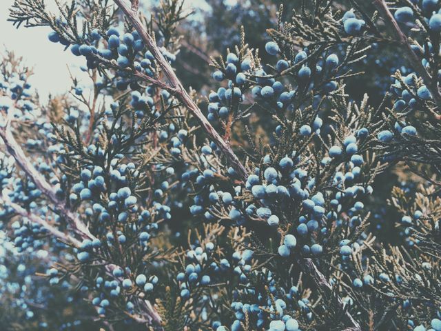 Juniper Berries on branches in Forest - Download Free Stock Photos Pikwizard.com