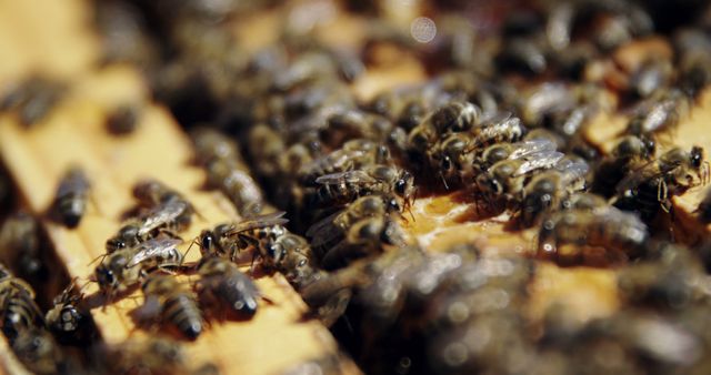 Close-Up of Honey Bees on Wooden Frame in Beehive - Download Free Stock Images Pikwizard.com