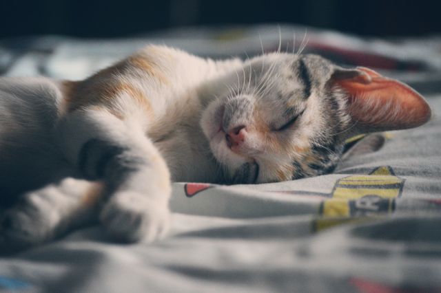 Cute Calico Kitten Sleeping Peacefully on Bed - Download Free Stock Photos Pikwizard.com