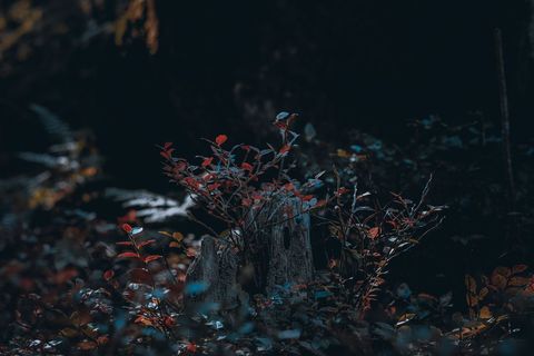 Moody Forest Lighting With Foliage on Tree Stump