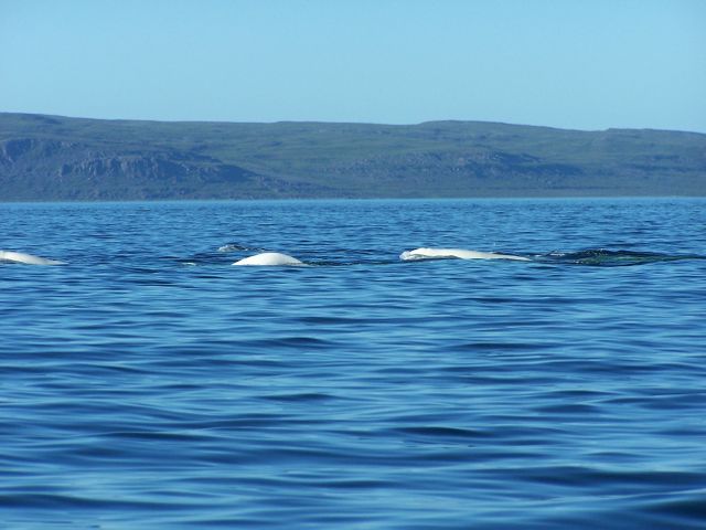 Beluga whales swimming in Arctic waters with a mountain landscape in the background. Perfect for wildlife conservation, nature documentaries, and educational content about marine life and Arctic ecosystems.