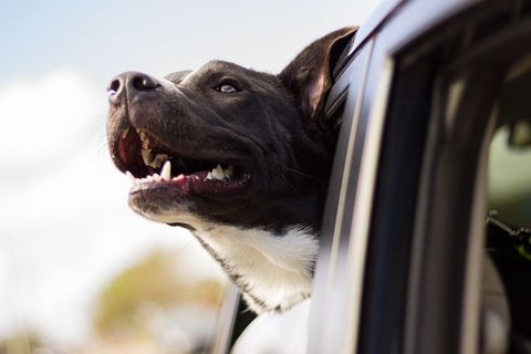 Happy Dog Enjoys Car Ride with Head Out of Window