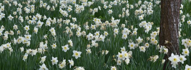 Widespread blooming field of daffodils with white petals and yellow centers symbolizing spring. Perfect for background images, nature and floral blog posts, spring event invitations, and garden-themed designs.