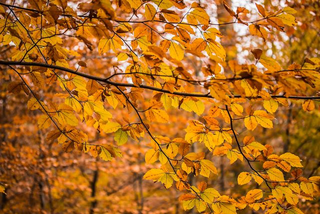 Aesthetic autumn autumn colours beech branches - Download Free Stock Photos Pikwizard.com