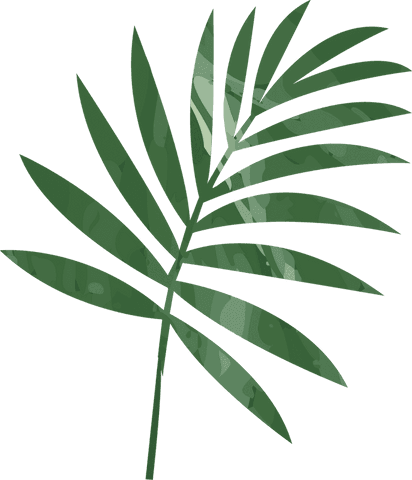 transparent tropical palm frond with mottled green leaves - Download Free Stock Videos Pikwizard.com