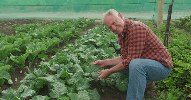 Senior farmer kneels down in vegetable field, closely inspecting the health and growth of leafy greens. Cares about sustainable methods and organic farming. Ideal for use in articles on agriculture, organic farming, sustainable practices, or rural life.