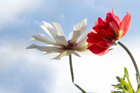 Backlit red and white anemone flowers bending toward bright blue sky, delicate petals