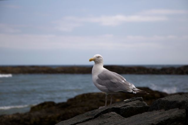 Ocean animals seagull - Download Free Stock Photos Pikwizard.com