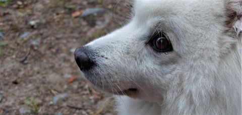 Close-up of white spitz dog's profile outdoors