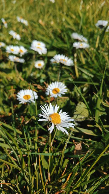 Closeup of White Daisies in Bloom on a Sunny Day - Download Free Stock Photos Pikwizard.com