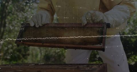 Beekeeper Examining Honeycomb Frame in Apiary with Protective Gear