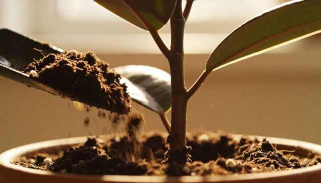 Adding fresh potting soil while repotting rubber plant on sunlit windowsill, closeup