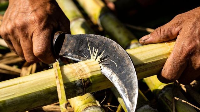 Weathered hands harvesting sugarcane with curved sickle in sunlit rural field