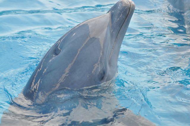 Image features a close-up of a dolphin swimming in clear turquoise water, reflecting light beautifully. Ideal for use in marine life educational content, wildlife blogs, ocean conservation materials, and animal-related advertisements.
