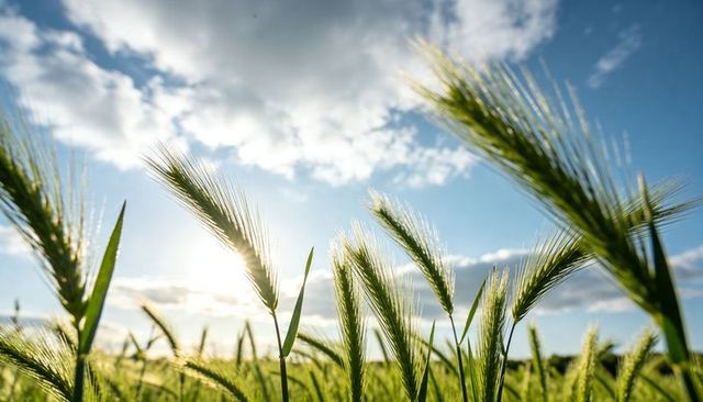 Backlit green barley swaying in low sun over farmland during golden hour with awns glowing