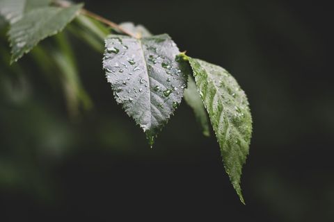 Close-up of Raindrops on Green Leaves Against Dark Background
