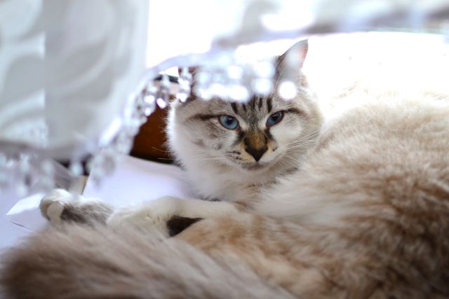 This image showcases a fluffy domestic cat with beautiful blue eyes lounging by a bright window. The cat's soft fur and relaxed pose convey a sense of peace and comfort. This image can be used in pet care articles, home decor magazines, or advertising for pet products emphasizing relaxation and coziness.