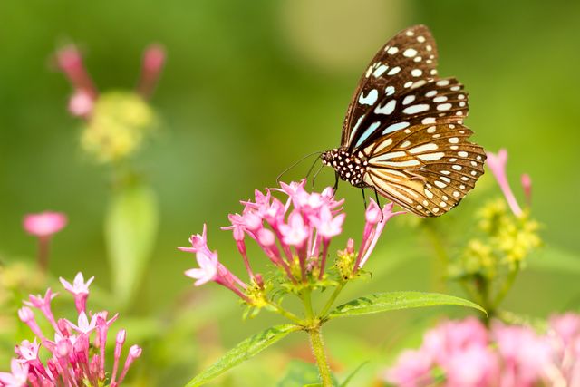 Brown and White Butterfly on Pink Flowers in Garden - Download Free Stock Photos Pikwizard.com