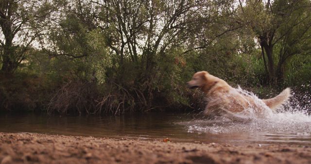 Golden Retriever is playfully running through a river, creating splashes. The scene is set in a lush forest area with greenery and trees in the background. Great for illustrating themes of joy, fun, energy, and outdoor activities with pets. Ideal for use in advertisements, pet care websites, nature blogs, or summer activity promotions.