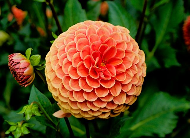 Showcasing a close-up of a vibrant orange dahlia flower in full bloom with intricate petal details, against a lush green background. Perfect for use in nature magazines, horticultural guides, garden-themed products, and floral decor projects.