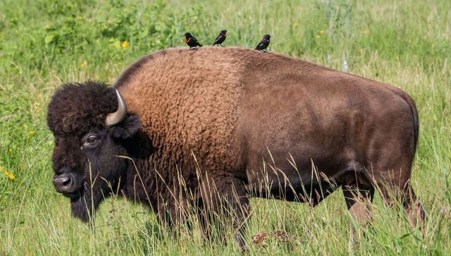 Majestic american bison grazing in sunlit meadow with red-winged blackbirds perched nearby