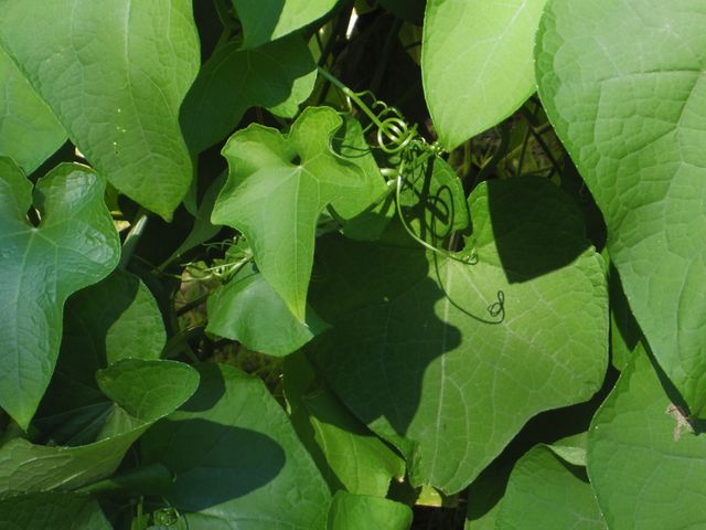 Close-up of vibrant green leaves and entwined vines bathed in sunlight, highlighting the textures and natural shapes. Perfect for nature-themed projects, environmental designs, blogs about gardening, or as background in presentations to convey freshness and natural beauty.