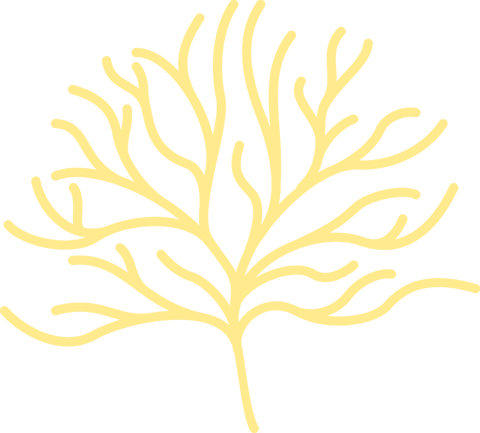 Transparent minimalist yellow coral on clear background