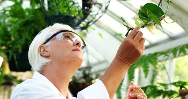 Senior Biologist Examining Leaves in Greenhouse - Download Free Stock Images Pikwizard.com