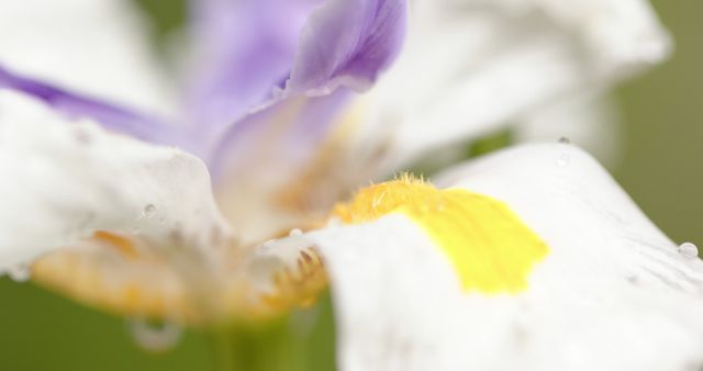 Close-Up of Dew-Soaked Iris Flower Petals on Blurred Background - Download Free Stock Images Pikwizard.com