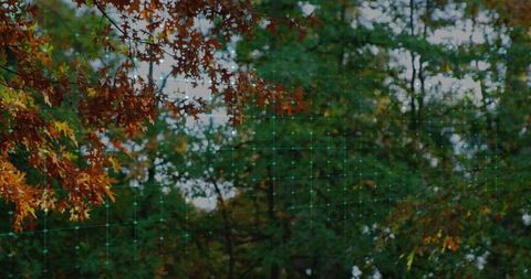 Autumn Forest Canopy with Digital Grid Overlay and Augmented Reality Technology