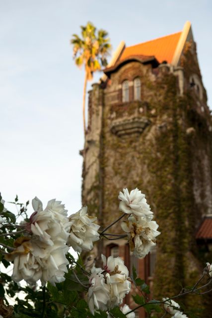 Historical tower covered in ivy bathed in the warm light of the setting sun, with white flowers blooming in the foreground. Perfect for projects highlighting historical architecture, peaceful settings, or the beauty of nature in urban environments. Ideal for articles, brochures, or blogs related to travel, history, and scenic beauty.