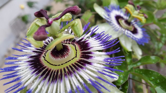 This close-up image captures the intricate details and vibrant colors of exotic passionflowers in full bloom. It showcases the striking combination of purple and white petals with a detailed view of the flower's pollen structures. Ideal for use in gardening blogs, botanical studies, or ornamental plant promotions. Perfect for nature lovers and floral enthusiasts, as well as educational materials on plant anatomy.