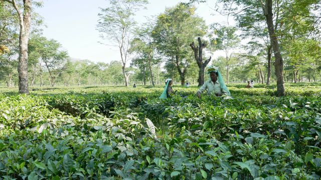 Tea workers in verdant tea field plucking tea leaves under lush trees. Suitable for themes about agriculture, rural life, sustainable farming, organic tea production, and nature. Ideal for articles, advertisements, or visuals on organic farming, manual labor in agriculture, and beautiful rural landscapes.