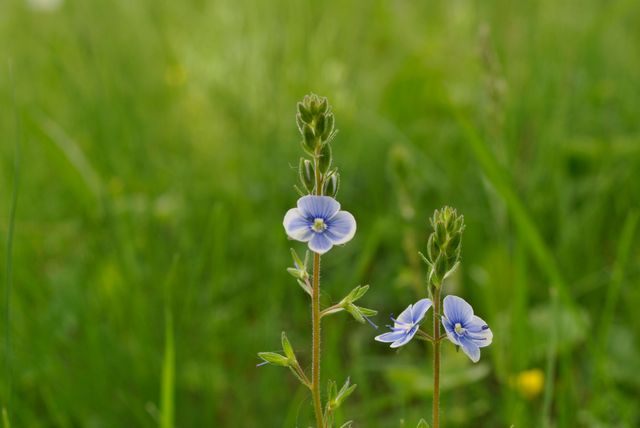 Beautiful close-up of delicate blue wildflowers blossoming in a lush green meadow. Ideal for use in nature-themed publications, gardening magazines, ecological blogs, backgrounds for inspirational quotes, or decorative elements for various design projects emphasizing natural beauty and tranquility.
